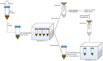 Effect of Cooking Techniques on the in vitro Protein Digestibility, Fatty Acid Profile, and Oxidative Status of Mealworms (Tenebrio molitor)